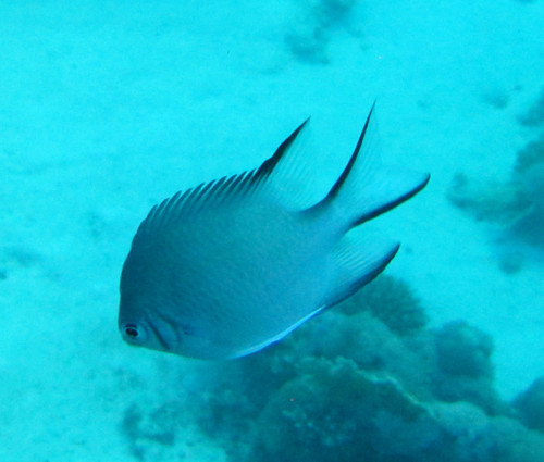 Green Damselfish