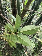 Handroanthus chrysotrichus