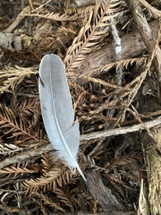 Patagioenas