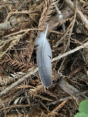 Patagioenas