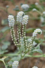 Heliotropium suaveolens