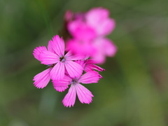 Dianthus pontederae