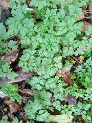 Geranium robertianum