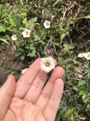 Sida linifolia