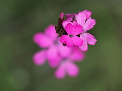Dianthus pontederae