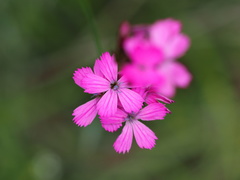 Dianthus pontederae