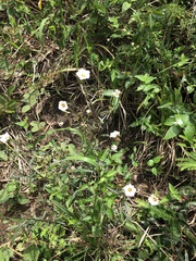 Sida linifolia