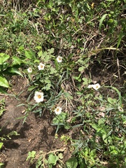 Sida linifolia