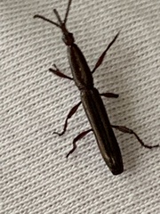 Eubactrus semiaeneus