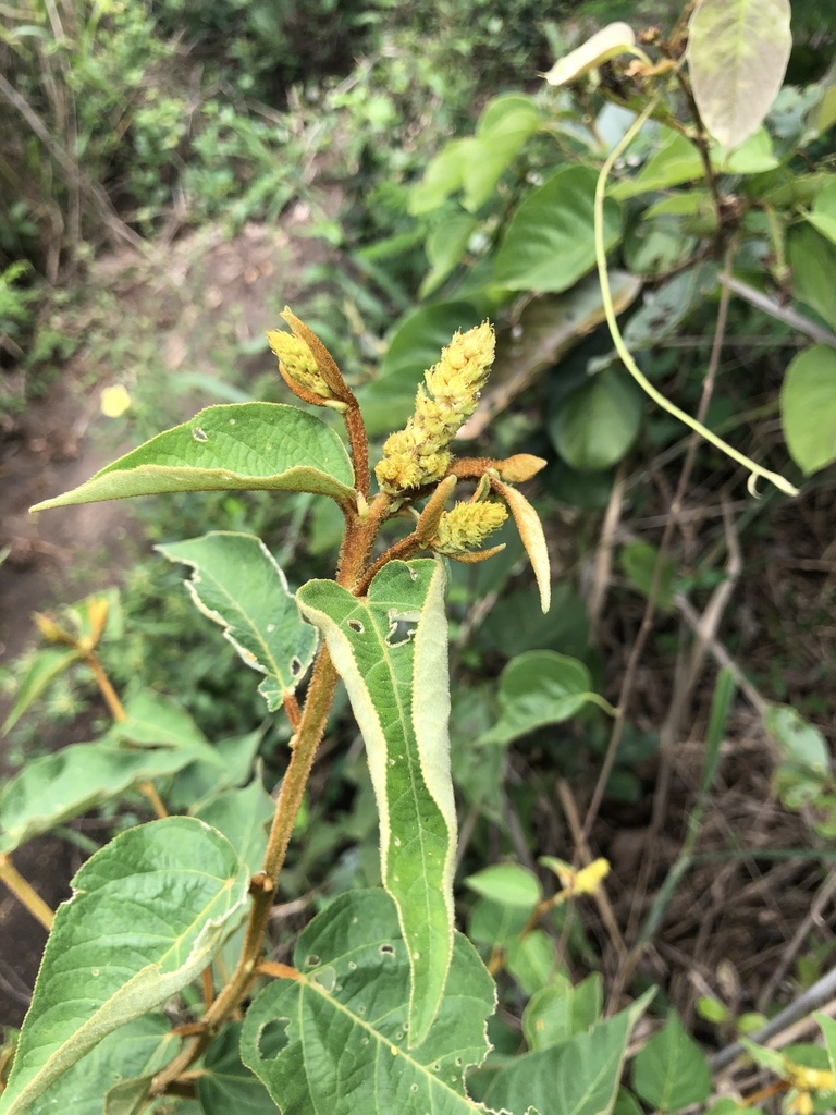 Croton triqueter