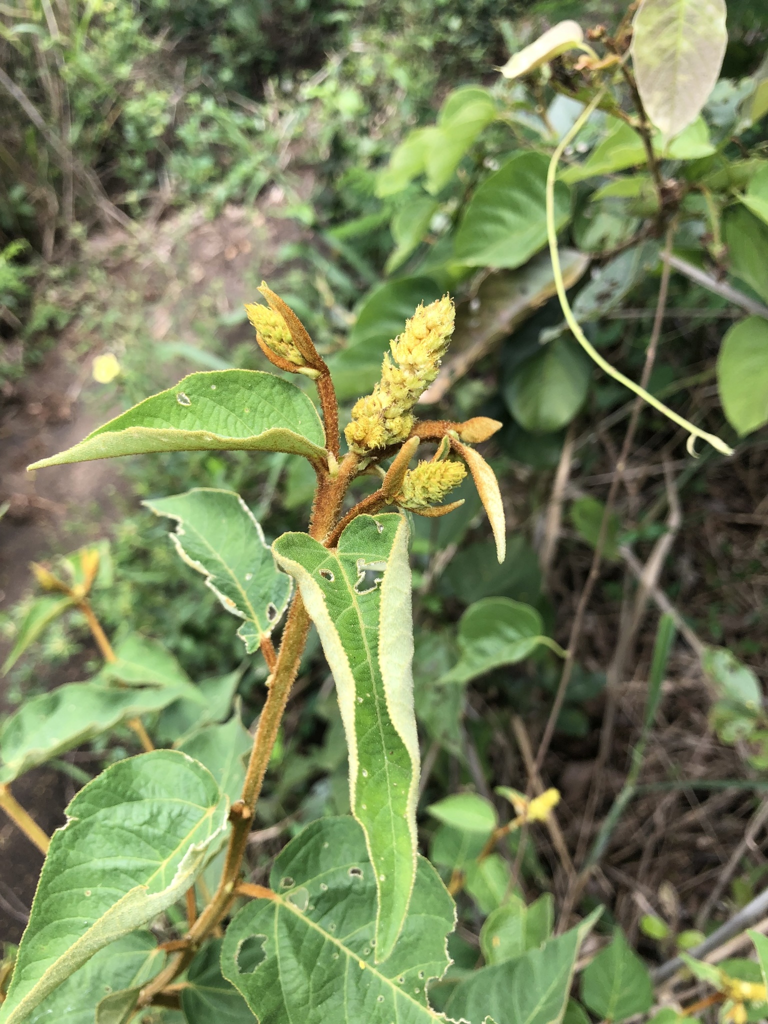 Croton triqueter