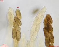 Thyronectroidea chrysogramma