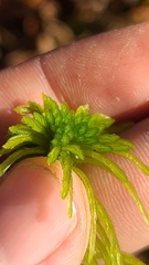 Sphagnum recurvum