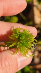 Sphagnum recurvum