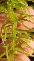 Sphagnum recurvum