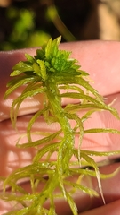 Sphagnum recurvum