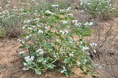 Heliotropium suaveolens