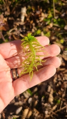 Sphagnum recurvum