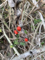 Erythrina herbacea