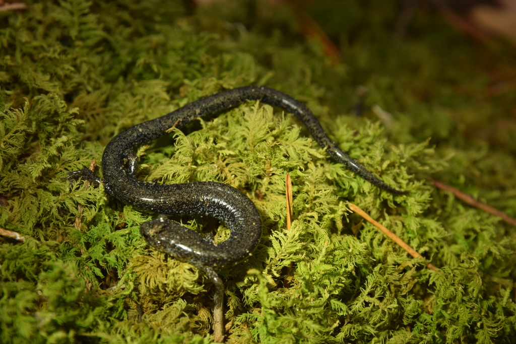 Valley and Ridge Salamander in December 2021 by hupholland11 · iNaturalist