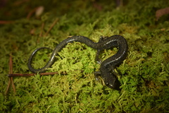 Plethodon hoffmani