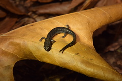 Plethodon hoffmani