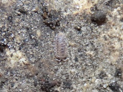 Agabiformius lentus