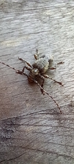 Aegomorphus jaspideus