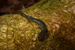 Plethodon hoffmani