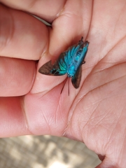 Atlides polybe