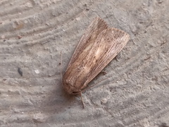 Leucania oaxacana