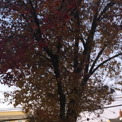 Platanus × hispanica