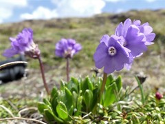 Primula glutinosa