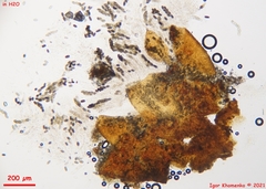 Thyronectroidea chrysogramma