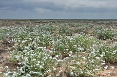 Heliotropium suaveolens