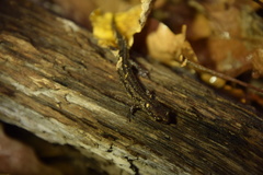 Plethodon dixi