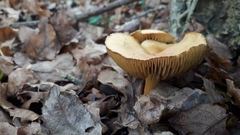 Tricholoma sulphureum