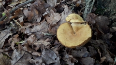Tricholoma sulphureum