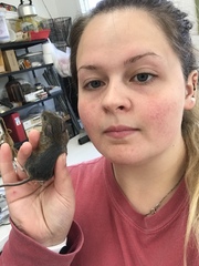 Peromyscus gossypinus