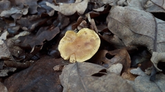 Tricholoma sulphureum