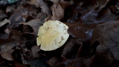 Tricholoma sulphureum