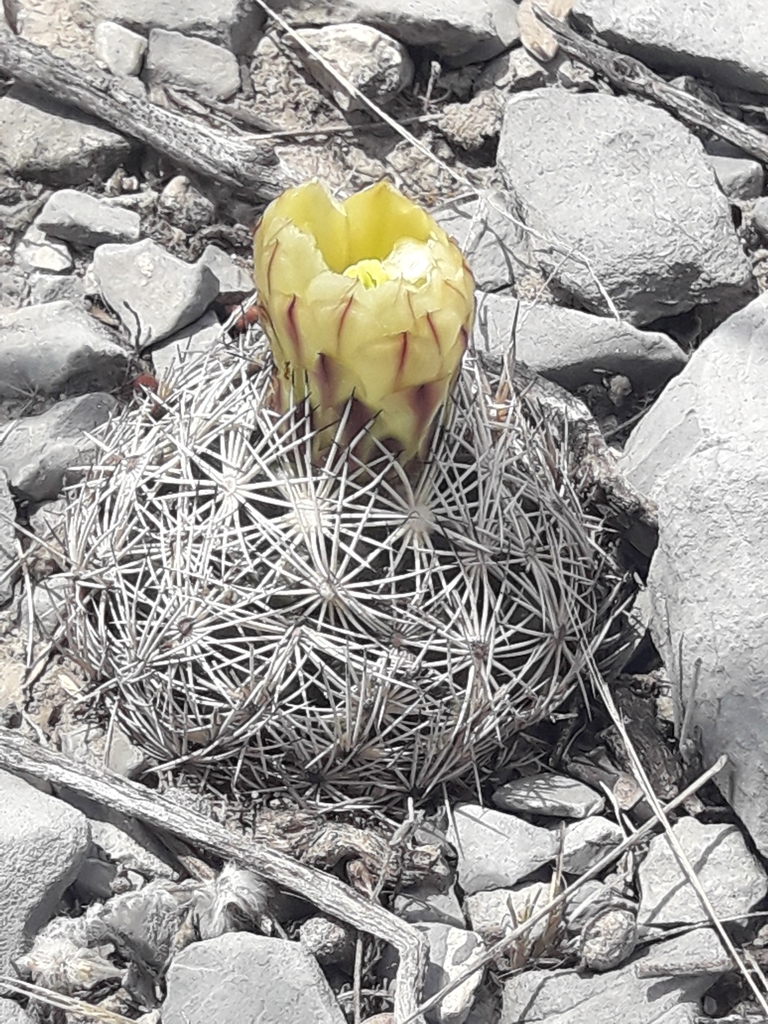 Coryphantha delicata (Coryphantha delicata)
