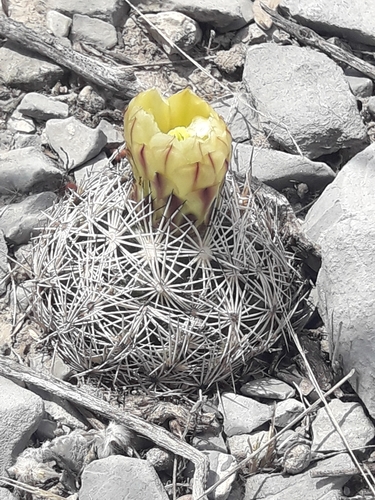 Coryphantha delicata (Coryphantha delicata)