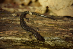 Plethodon dixi