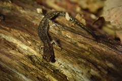 Plethodon dixi