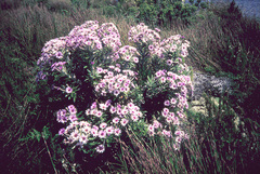 Macrolearia semidentata