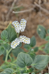 Heliotropium suaveolens