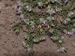 Polygala salasiana