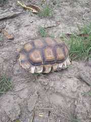 Chelonoidis chilensis