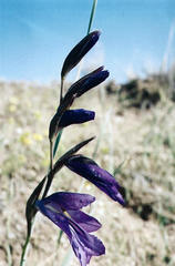Gladiolus atroviolaceus